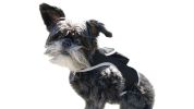 Get Realtime SMS/Live Tracking Data w/ Pet Tracker GPS Dog Collar Tracker Size:XS