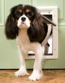 Pet Safe Plastic Dog Door (Option: Small)